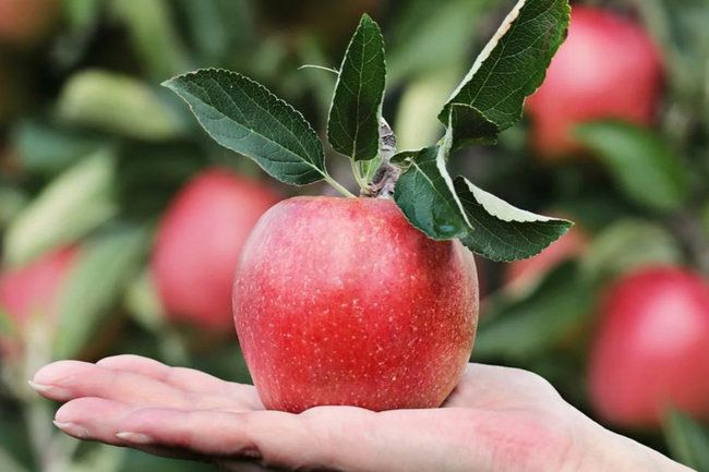 ������ �������� ������� �� ������: ��� ��� �������