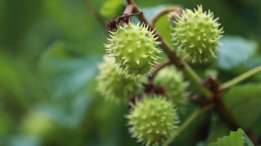 ����� ������� ��������: ��� ���������� ������� ����� � ���������