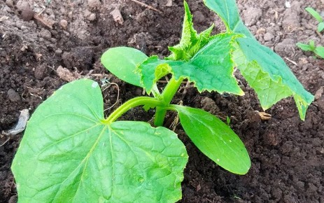 ��� ���������� ������� ��������� ������� ����� �������