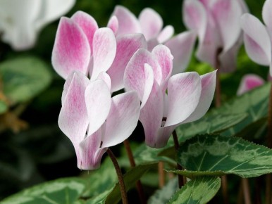 ��� ������� ��������� ����� �������� ����� �����