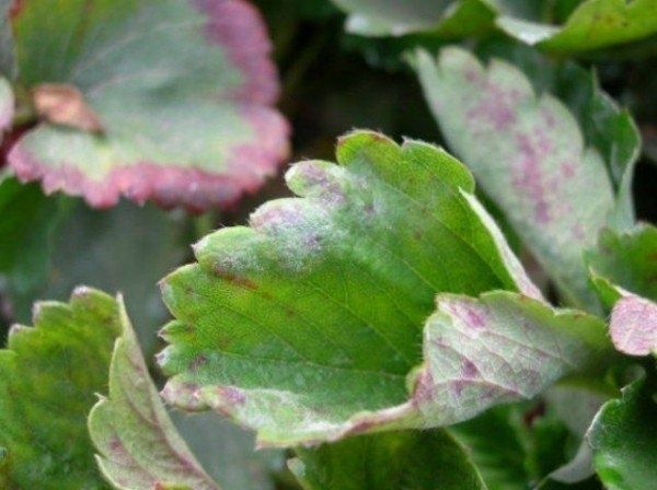 �������� �������: ������� ����, ���������� ����������� � ������� �����������