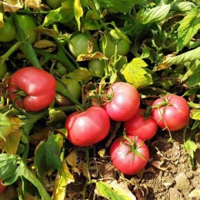 ����� ������: �������� ������ ������� ������ �� ����� ������