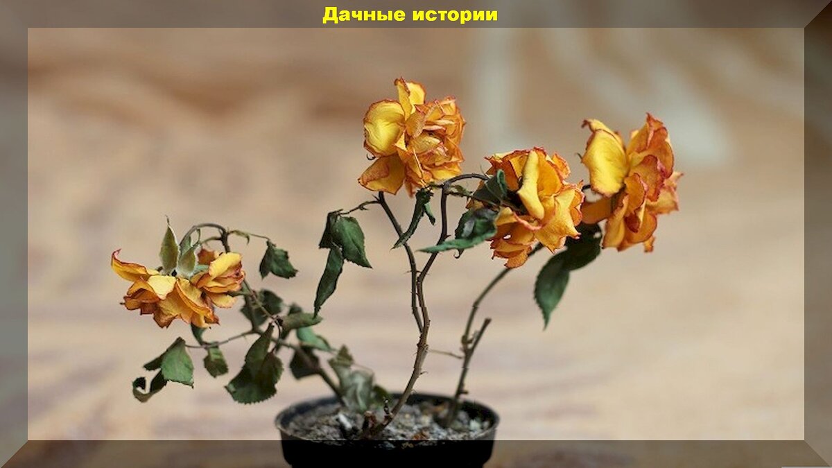 Не спешите с покупкой: самые капризные комнатные растения, которые могут вас разочаровать