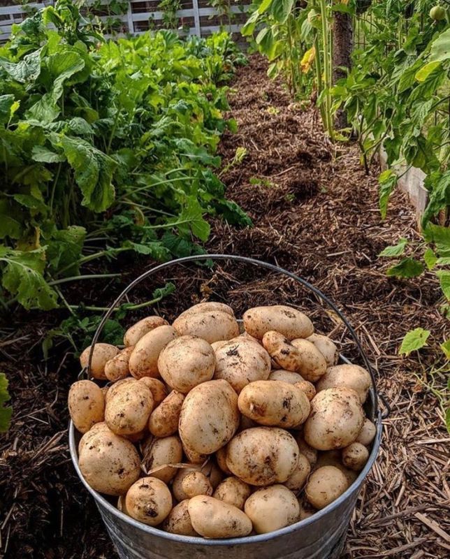 ����� ���� ����������� ��������: ������ � ������������