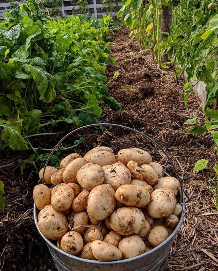 Когда пора подкапывать картошку: советы и рекомендации