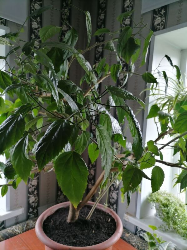 ���� �� ���������� ������� ������: ������ �� ���������� ����� ��� ��������� �����