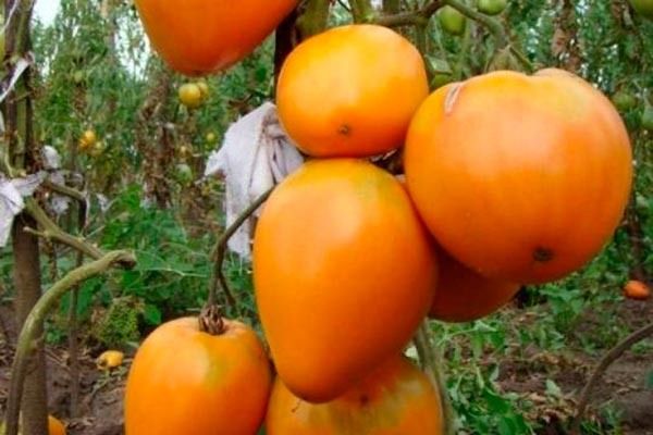 ������� ������: ��� ��������� ��������� ������ ��� ������ �������