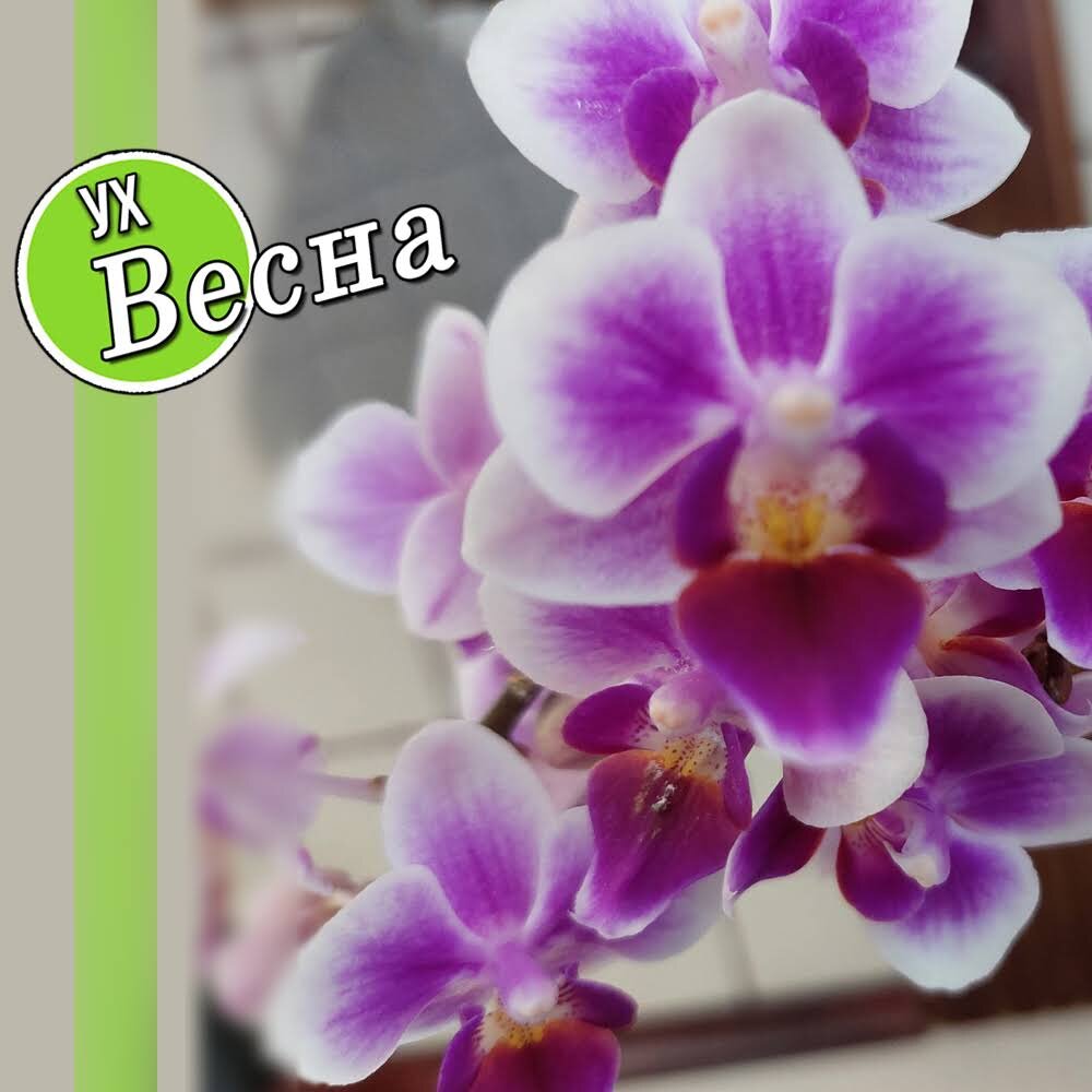 Весенние гурманы: Как насладиться новыми вкусами сезона