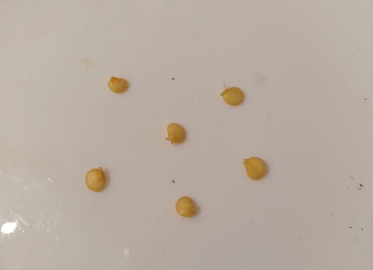 ��������� ������������� ������� ��� ����������� ����� ����������