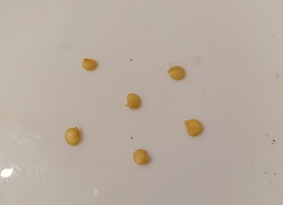 Идеальные температурные условия для прорастания семян пасленовых