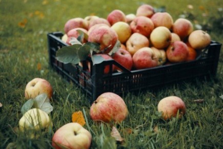 Яблочные оладьи за 15 минут: быстрый и вкусный десерт на сковороде