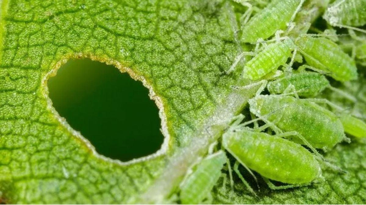 ��� ���������� � ���: ������� � ����������� ������