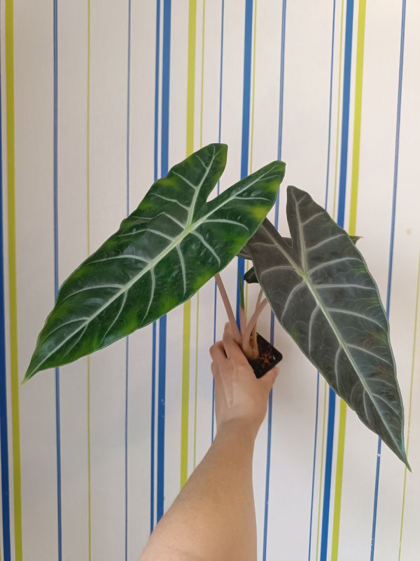 ��� ���������� �������� �� ��������� �����: ������������ �����������