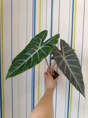 Как пересадить алоказию на фитильный полив: практическое руководство