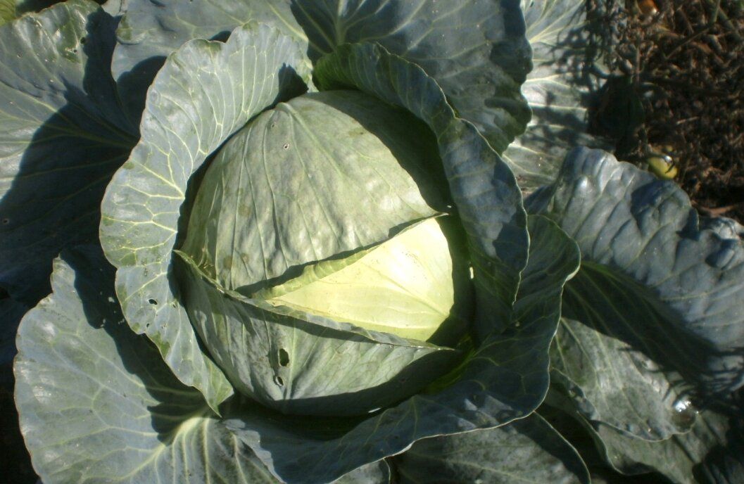 ������� ��������� �������� �������: ����� �������� � �������� ������ ���������