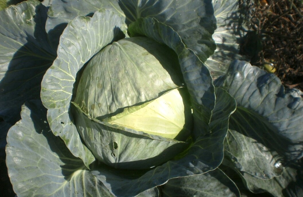 Секреты успешного хранения капусты: когда собирать и основные ошибки садоводов