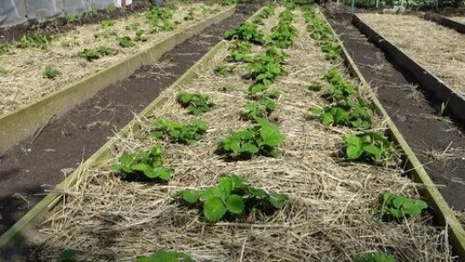 Как вырастить клубнику, чтобы получить богатый урожай: секреты и советы