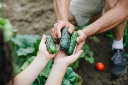 Как лавровый лист помогает увеличить урожай огурцов: удивительный секрет огородников