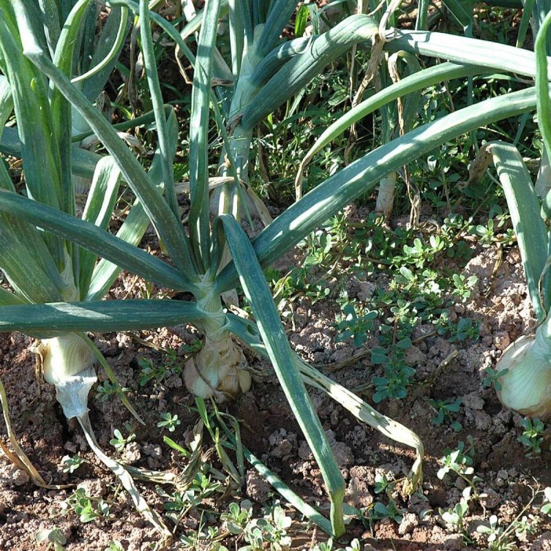 ������ � ��������� ������: ������ ����� �� ��� ���������� ��� ������� ������