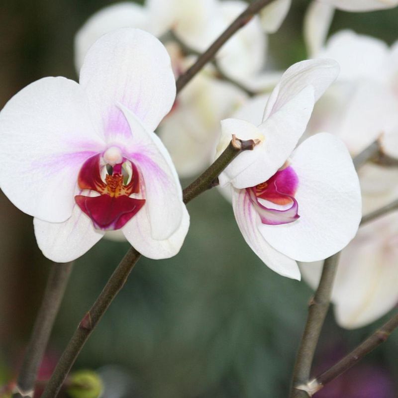 ��� ���������� ����� �������: ������� �������� ��� �������� ��������