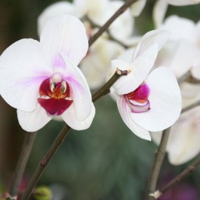 Как раскрасить жизнь орхидей: секреты цветения для домашних красавиц