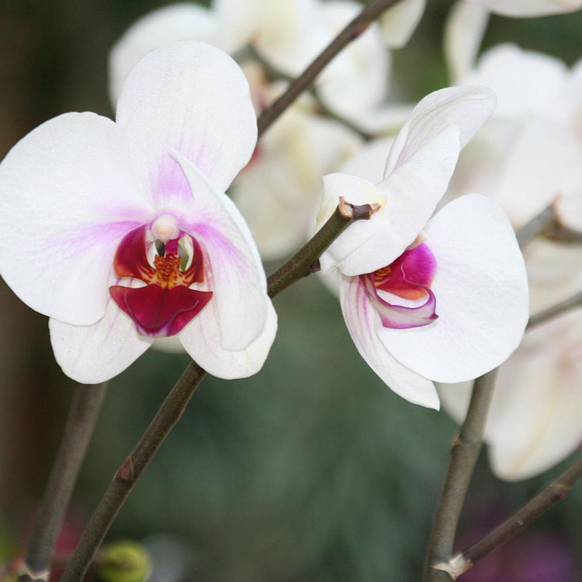 Как раскрасить жизнь орхидей: секреты цветения для домашних красавиц