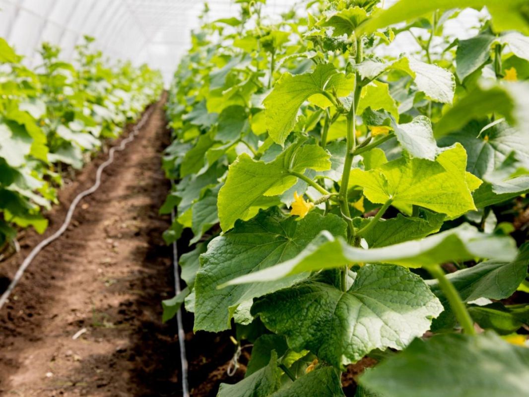 ������� ��� ���������: ������� ����������� ��������� ��������