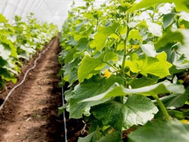 ������� ��� ���������: ������� ����������� ��������� ��������