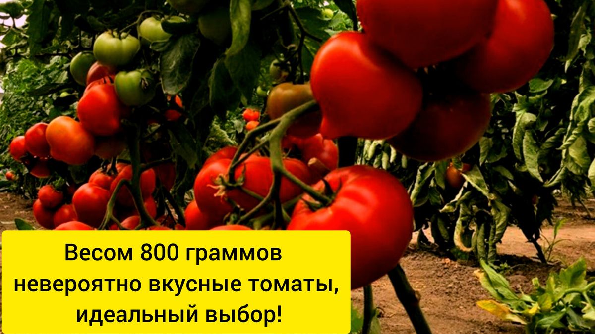 ������, ������� ���������: �������� ����� ��������� �����