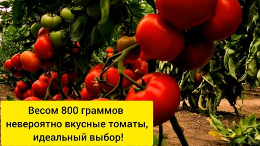 ������, ������� ���������: �������� ����� ��������� �����