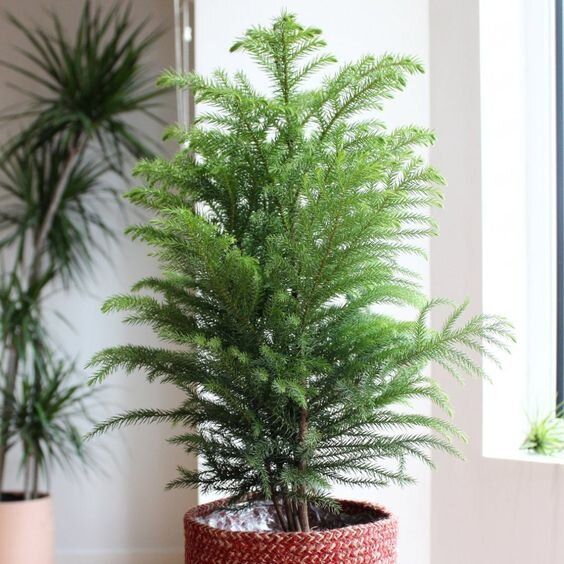 ������� ����������� ����: ������ ��������� �������� ��� ���������