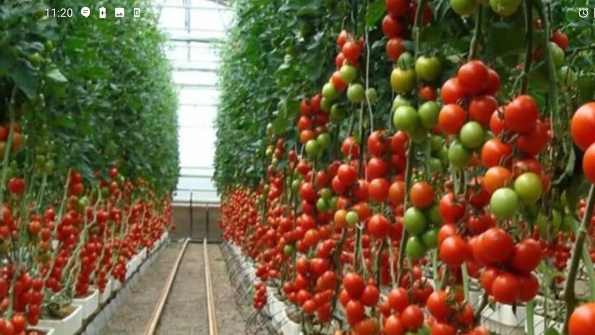 Томаты для средней полосы: сорта с высоким урожаем