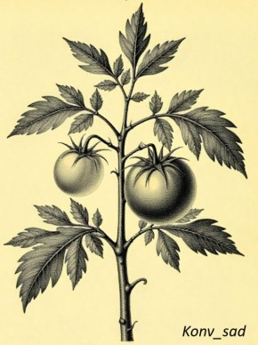 ������� ����������� ���������: �� ������� �� ����� ������