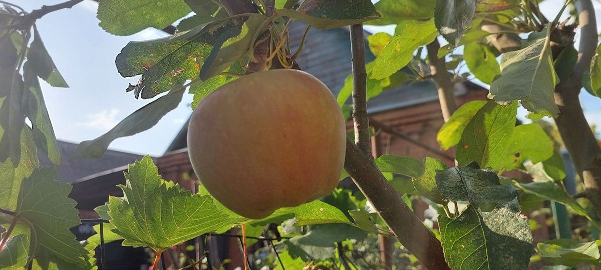 ������� ������������� ����������� ��������� �������: ������������� �����