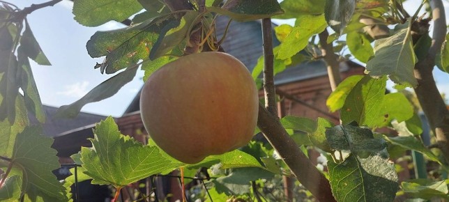 Секреты приготовления насыщенного яблочного повидла: наслаждайтесь зимой