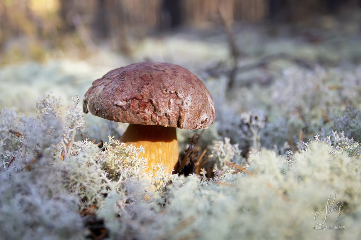 Тайна грибного рая