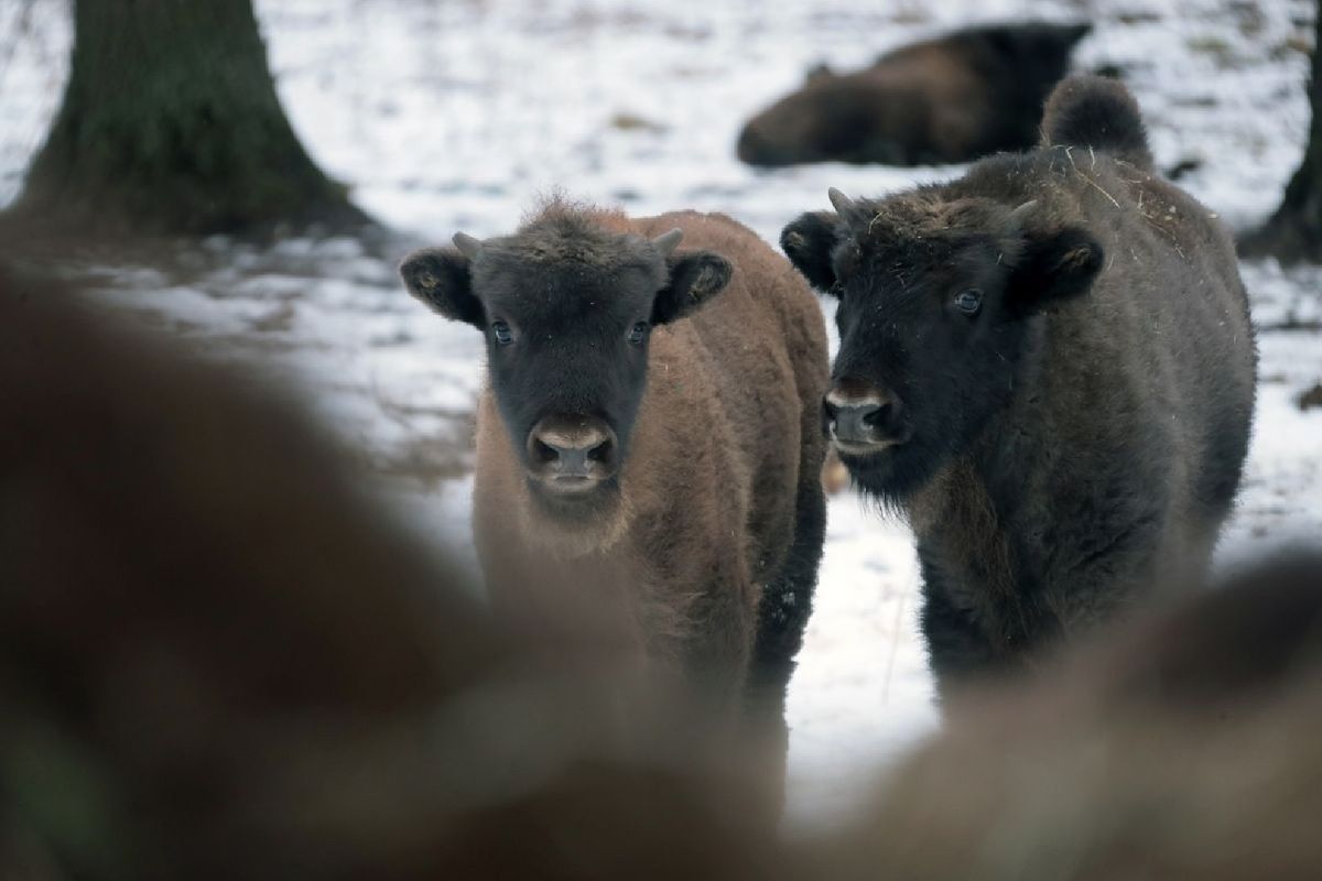 ����� ���������: ��������-��������� ���������� ������� ��������