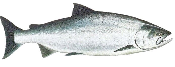 Засолка чавычи: искусство приготовления царской рыбы