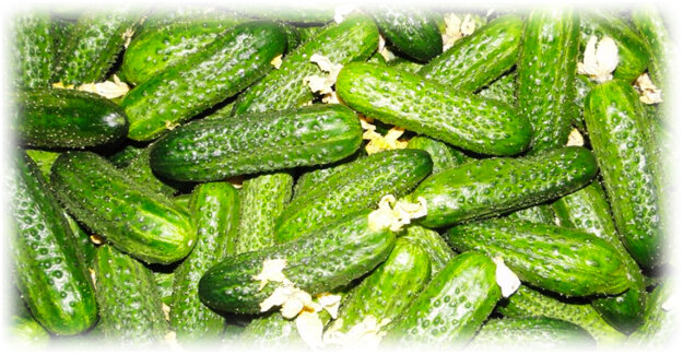 Как продлить срок хранения свежих огурцов: советы для домашних условий