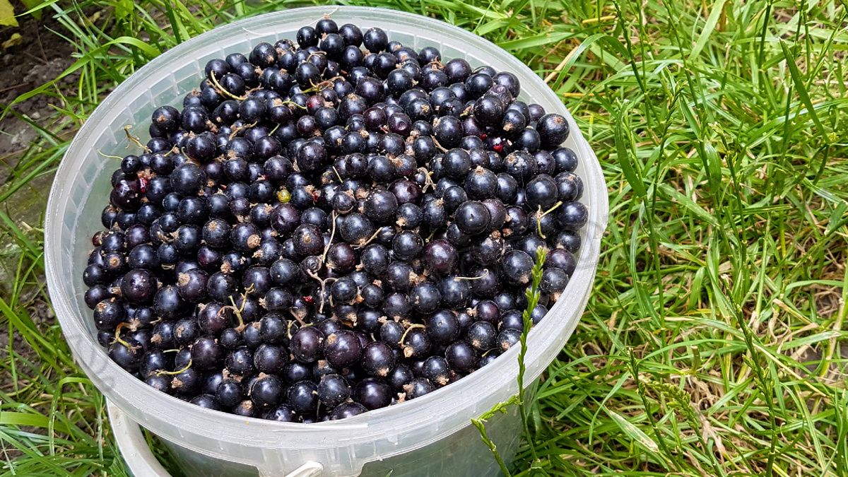 ��� ������� ������� ������� ������� � ��������� �������� ��������