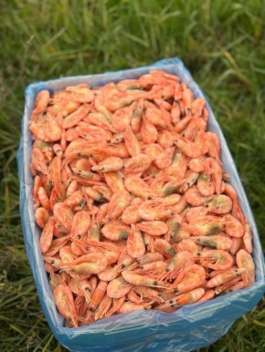 ����������� ������ ������� �� ������ ����