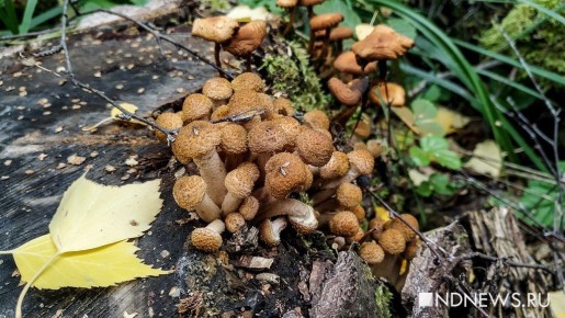 ����� ����� ������ ���������: ������� ����� �� ����� �����������