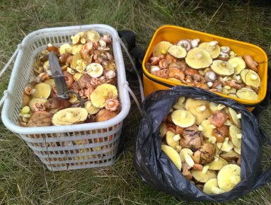 Как правильно замариновать маслята на выходных