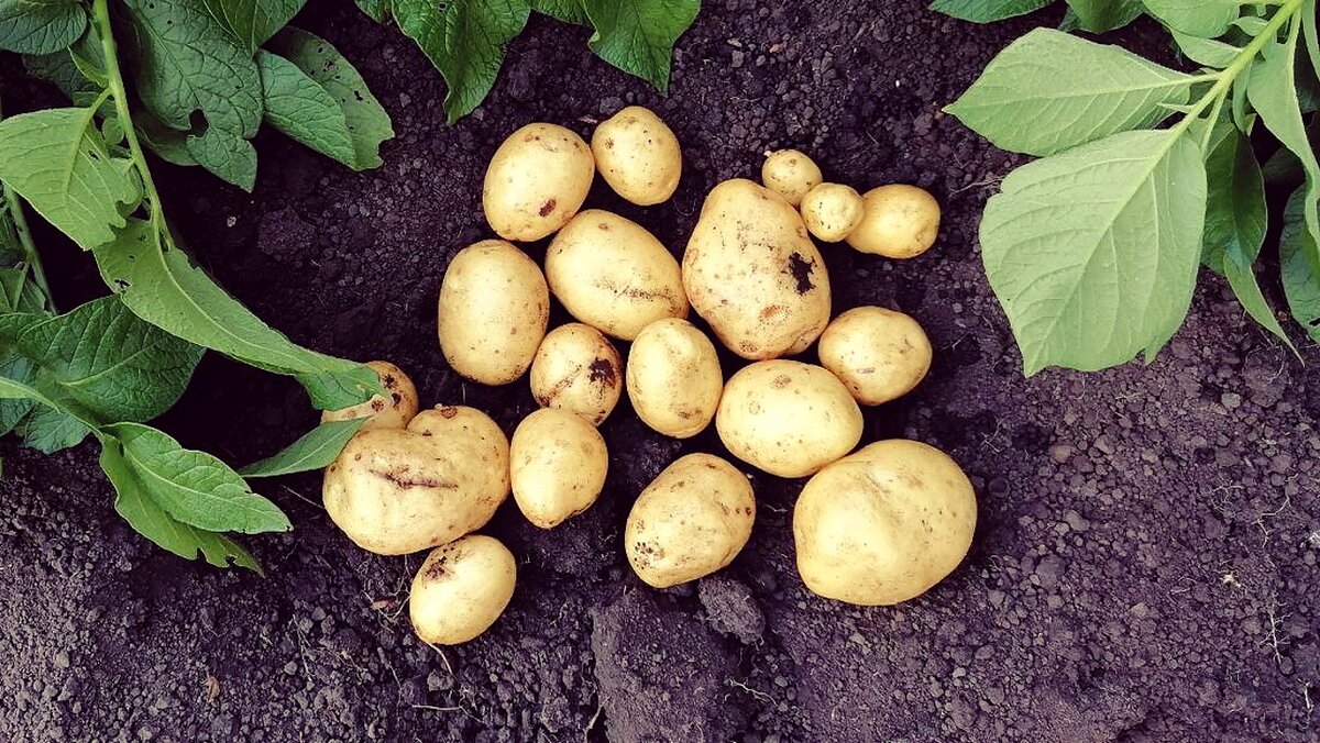 Как быстро и вкусно приготовить молодой картофель на сковороде