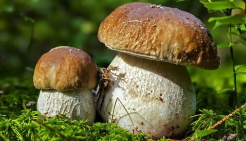 Грибной отвар: полезный или просто вкусный?