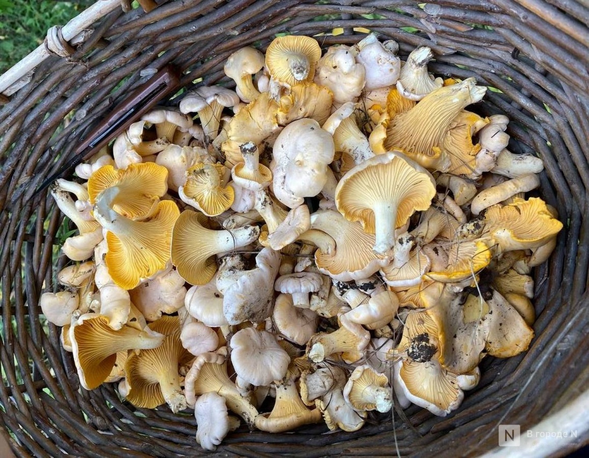 Грибная охота в ноябре: нижегородцы удивляют урожаем