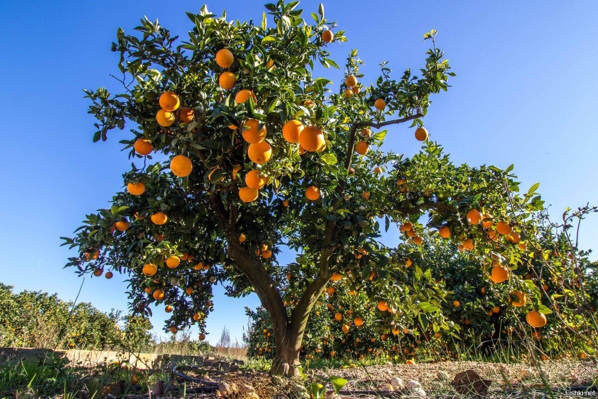 Секреты выбора сладких мандаринов для гурманов