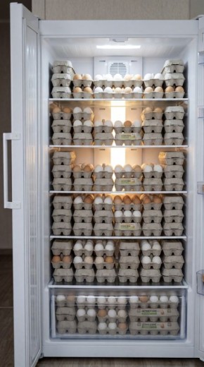 ���� ������ ����: ��� ���������� � ���������� �� �����