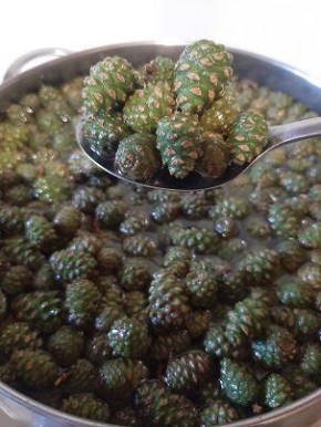 Уникальный десерт из сосновых шишек, который стоит попробовать