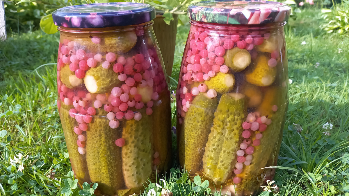 Огурцы по-новому: маринованные с красной смородиной без уксуса
